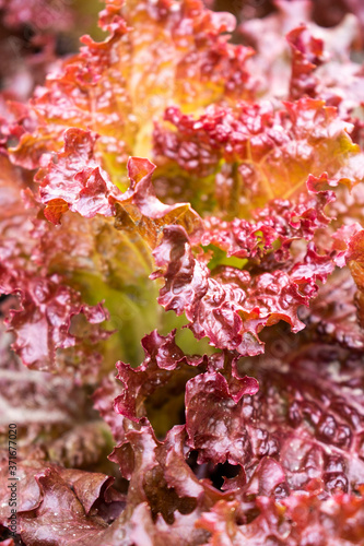 New Red Fire Lettuce leaves -  macro photo of  salad cultivars in the sunny summer garden 