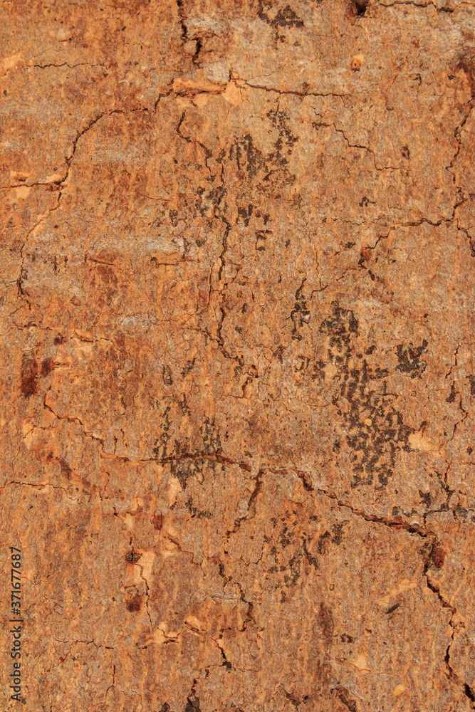 Old wood texture with many crisscross cracks. / Cracks and gum on the bark of a tree. Old wood texture with many crisscross cracks. / Cracks and gum on the bark of a tree.