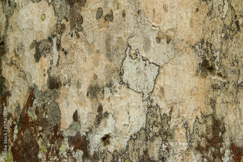 Old wood texture with many crisscross cracks. / Cracks and gum on the bark of a tree.