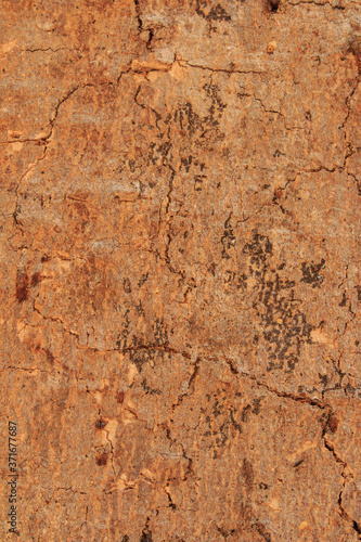 Obraz na płótnie Old wood texture with many crisscross cracks. / Cracks and gum on the bark of a tree. w salonie