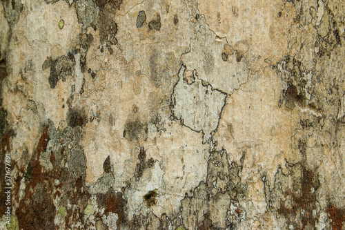 Obraz na płótnie Old wood texture with many crisscross cracks. / Cracks and gum on the bark of a tree. w salonie