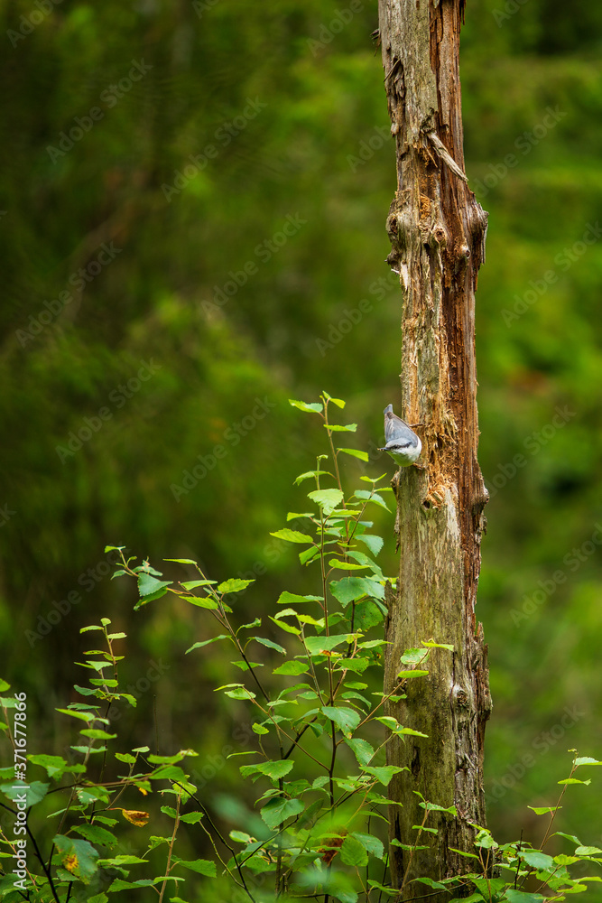 Eurasian nuthatch on a tree trunk in the forest Eurasian nuthatch on a tree trunk in the forest