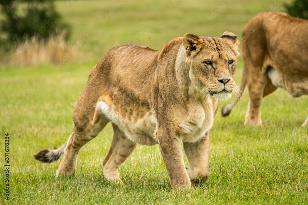 Large Lion lioness eating stalking meat. Fierce apex predator Large Lion lioness eating stalking meat. Fierce apex predator