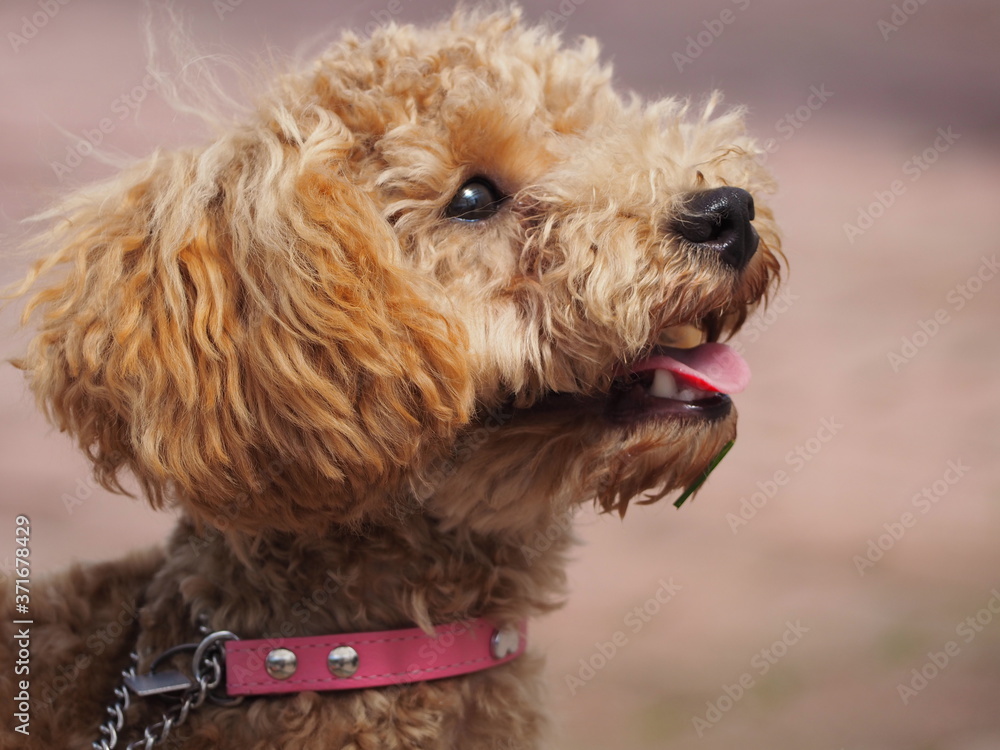 Fototapeta premium Cute