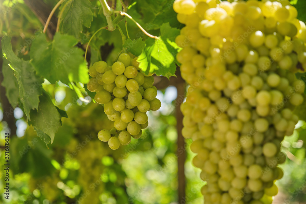 Natural, organic grapes and vine leaves in the vineyard Natural, organic grapes and vine leaves in the vineyard