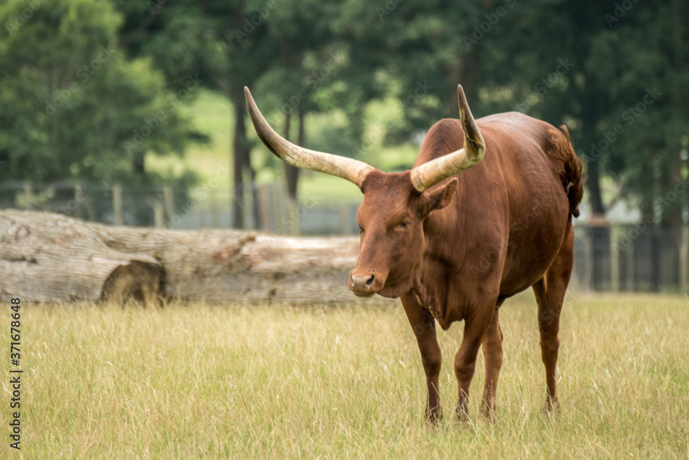 Safari wild horned cow portrait Safari wild horned cow portrait