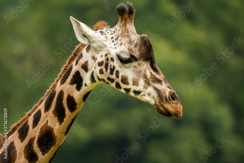 Giraffe zoo safari portrait closeup expression face head