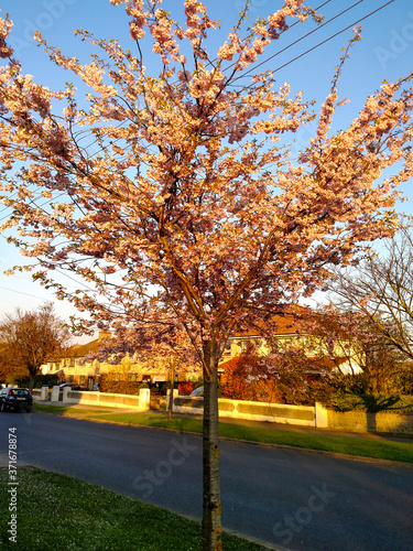 Photography dublin city, tree