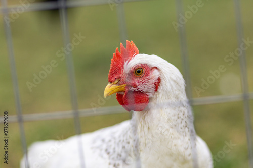 White Rooster Chicken 