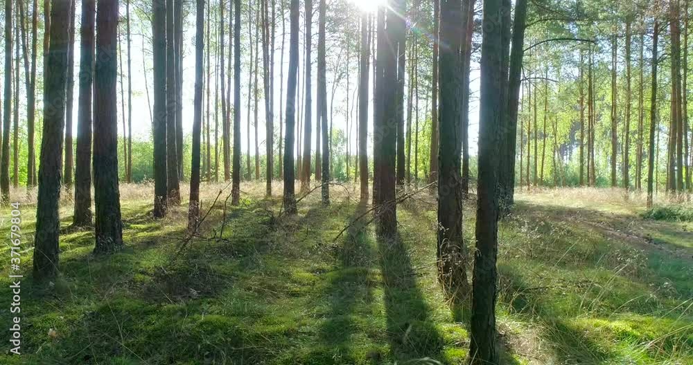 Pine forest in the morning 