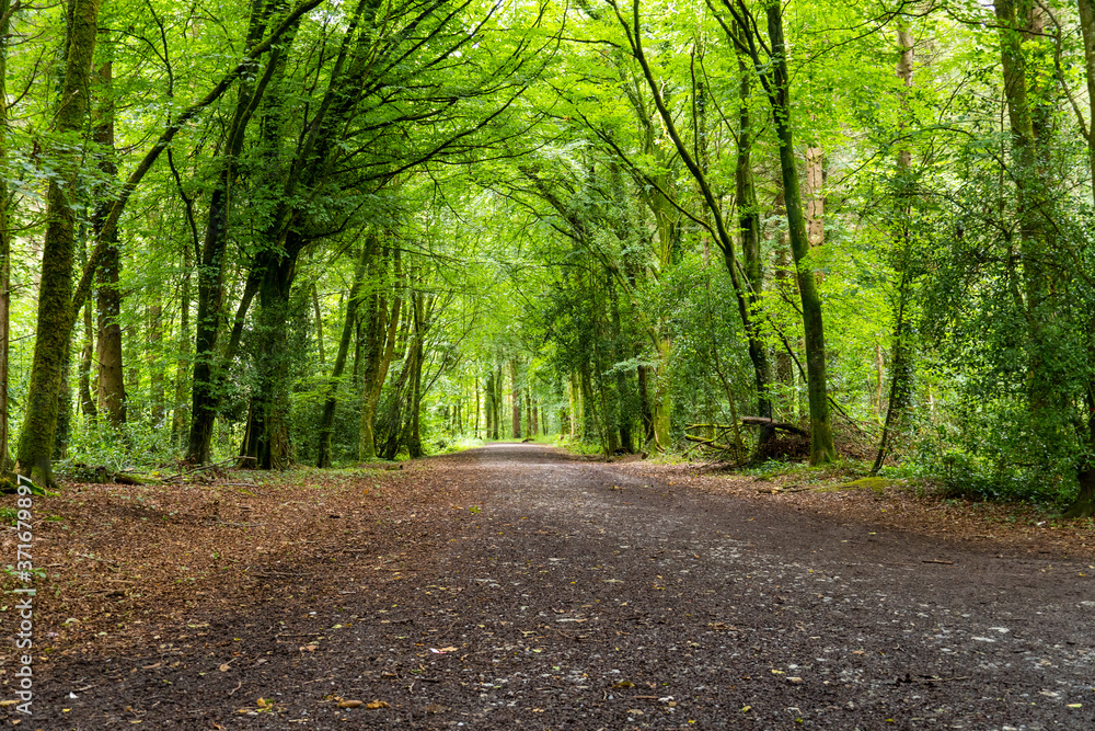Fototapeta premium Ireland Nature, Sea and Landscape