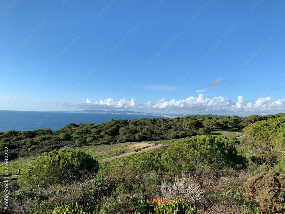 Beautiful landscape with green pine tree, sand and green dunes vegetation under a beautiful blue sky in Fonte da Telha, Costa da Caparica, Portugal