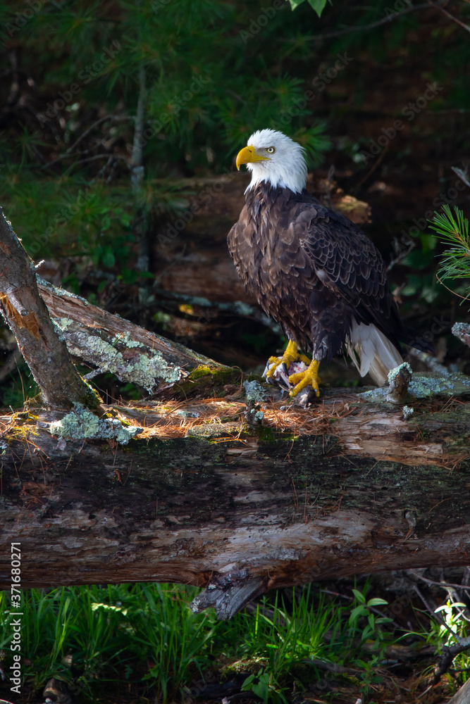 Obraz premium Bald Eagle (Haliaeetus leucocephalus) perching on a fallen tree with a fish in its talons on the Rainbow Flowage in Northern Wisconsin