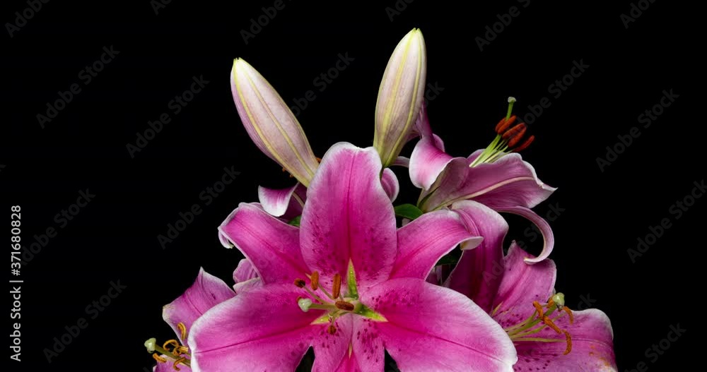 A bouquet of beautiful pink lilies blooms in a time lapse on a black background, 4k video A bouquet of beautiful pink lilies blooms in a time lapse on a black background, 4k video