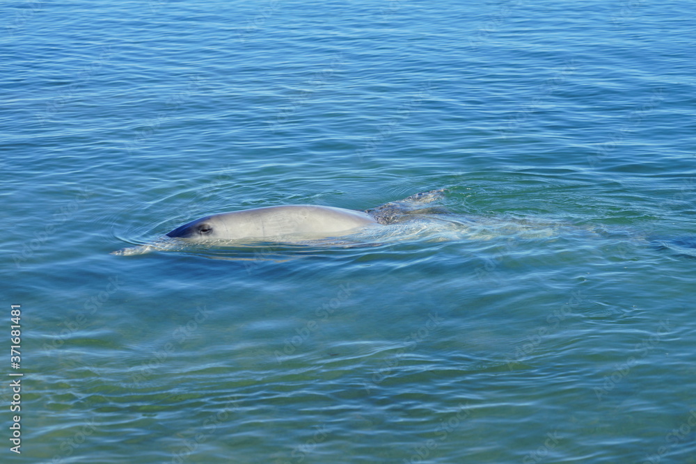 Obraz premium A wild dolphin in the water in Shark Bay, Australia