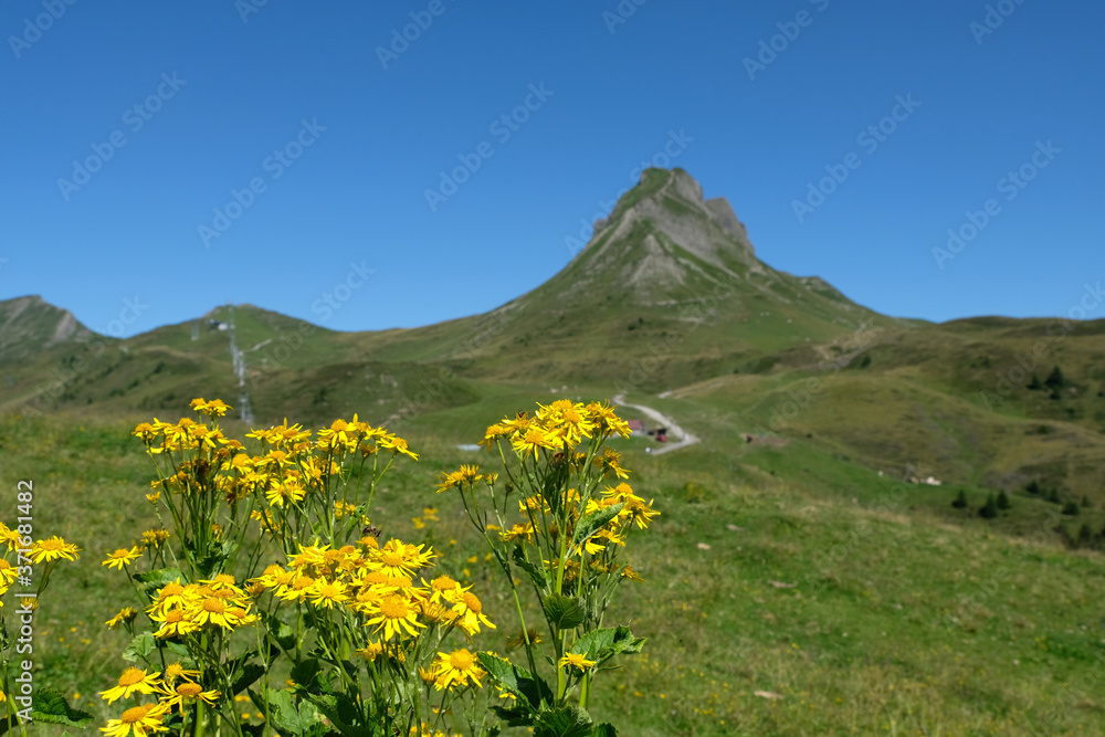  Yellow flowers and damülser Mittagsspitze in Vorarlberg, Austria.