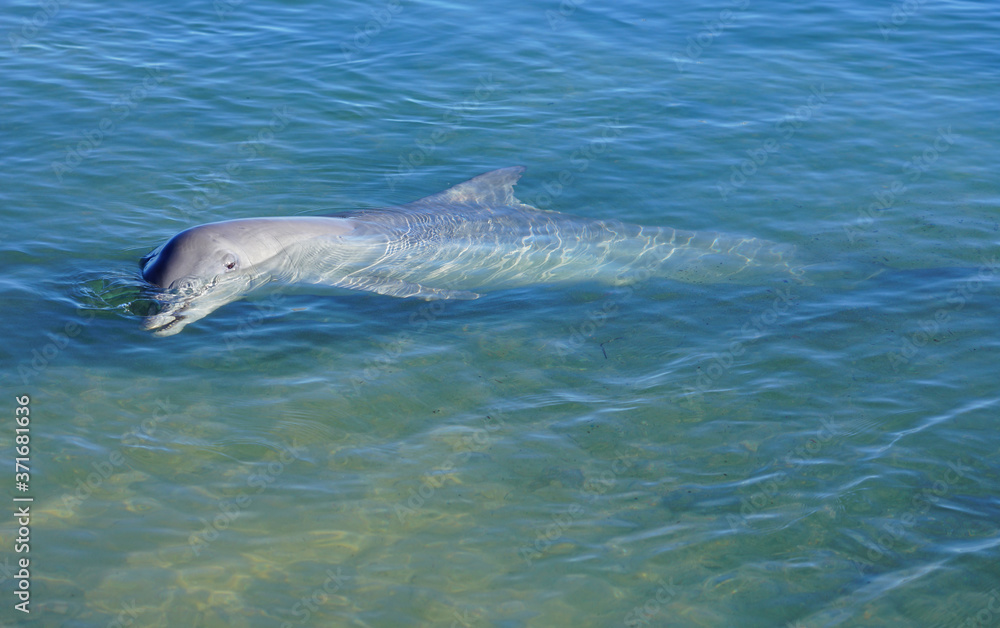 Fototapeta premium A wild dolphin in the water in Shark Bay, Australia
