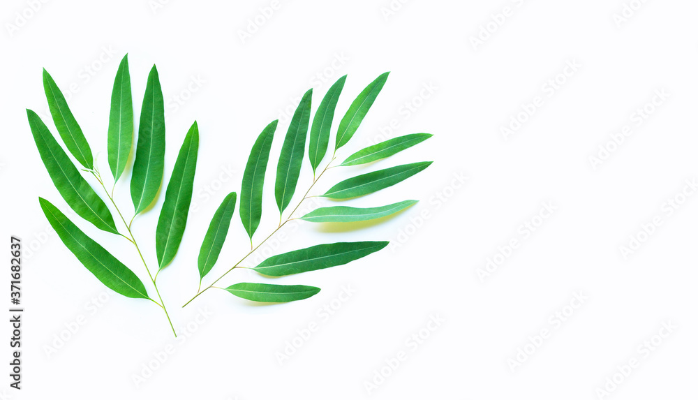 Fototapeta premium Eucalyptus leaves on white background.
