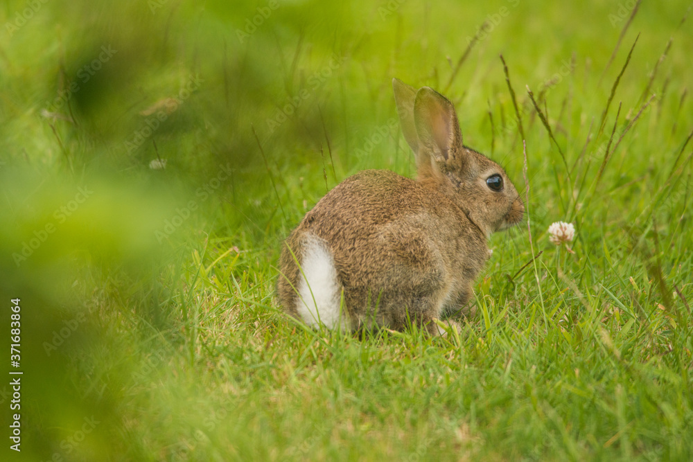 Fototapeta premium Juvenile Wild Bunny Rabbit 