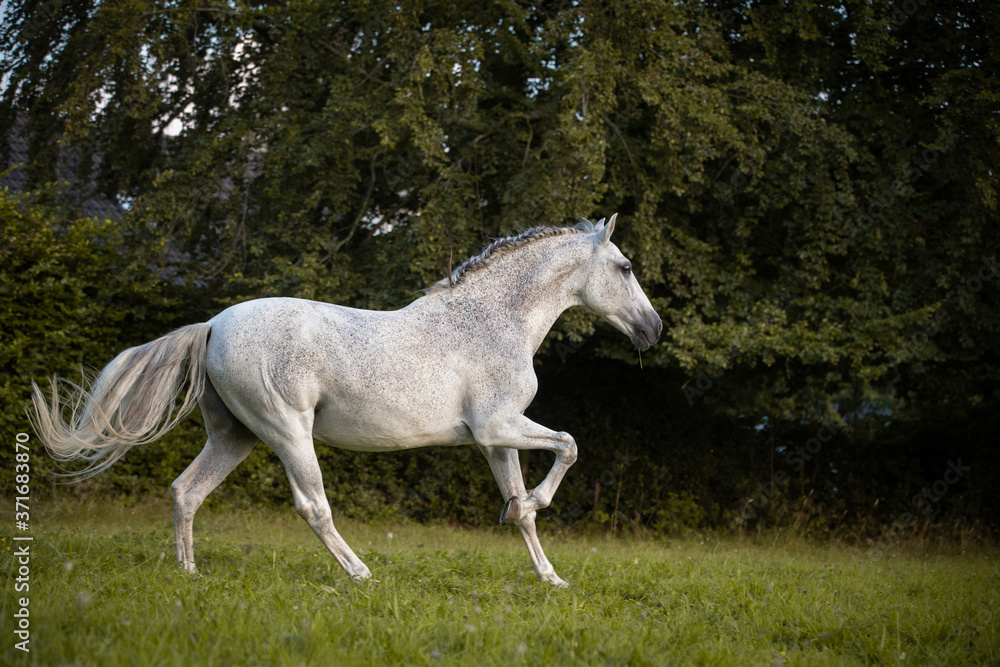 Lusitano auf der Koppel