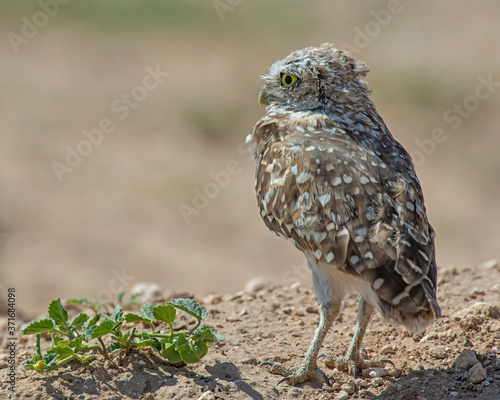 Burrowing Owl on the Texas Prairie 