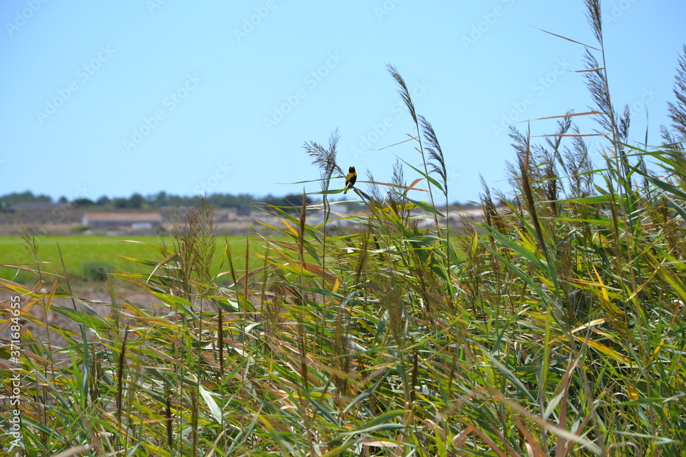 Fototapeta premium passaro amarelo e preto