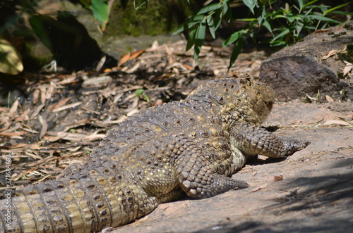 Animais da fauna brasileira como passaros  jacares  crocodilos  on  as pintadas