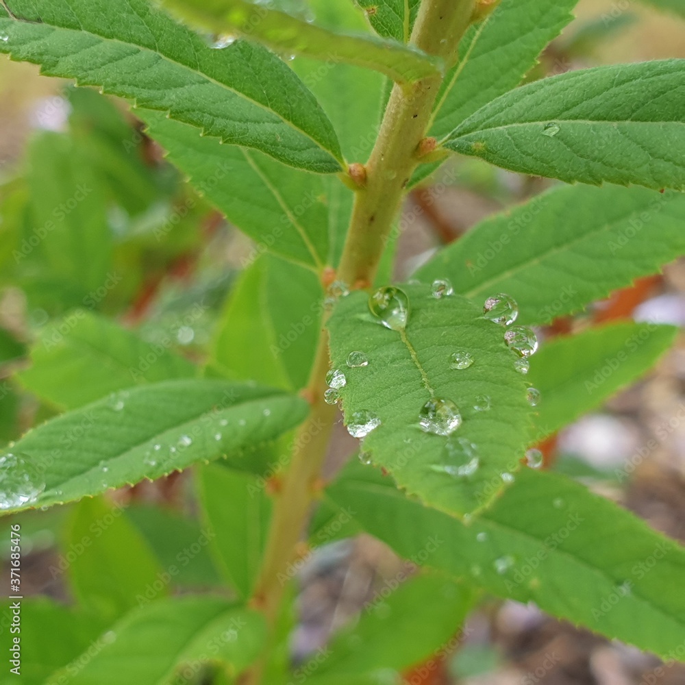 Fototapeta premium Gouttes de pluie