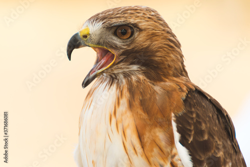 Hawk Display Bird Of Prey