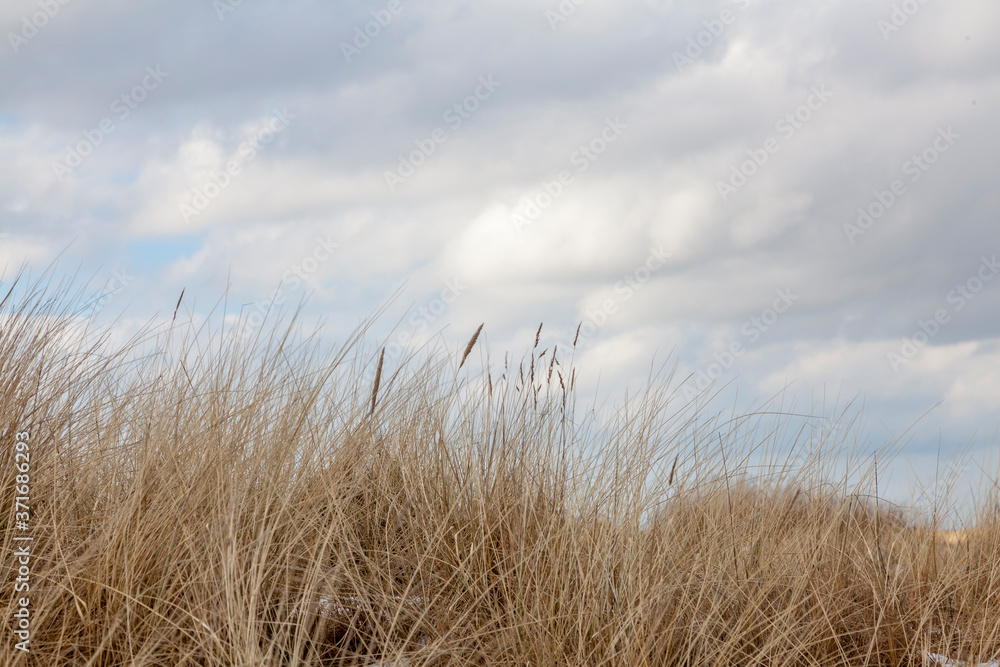 Obraz premium Gewöhnlicher Strandhafer oder Gemeiner Strandhafer (Ammophila arenaria)