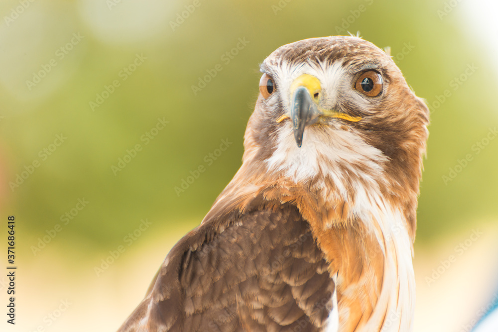 Hawk Bird of Prey Display Hawk Bird of Prey Display