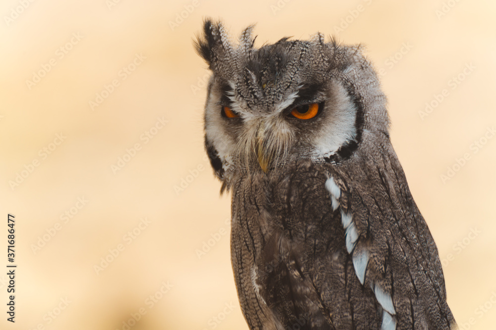Obraz premium European Scops Owl