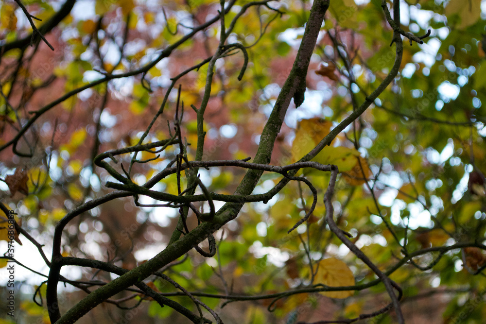 Pattern of twigs; tree branches against an autumn leaf background Pattern of twigs; tree branches against an autumn leaf background