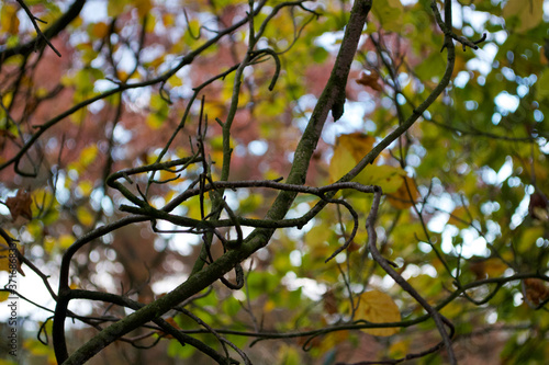 Pattern of twigs; tree branches against an autumn leaf background