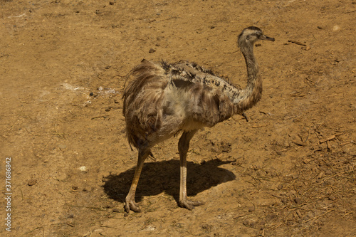 The greater rhea (Rhea americana). photo