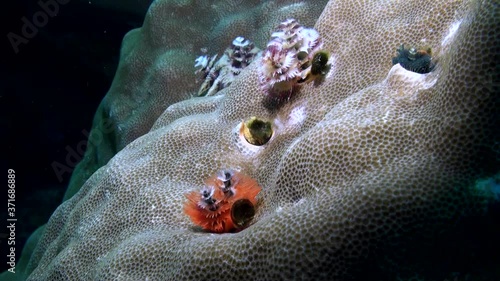  
Colourful Christmas Tree Worms (Spirobranchus giganteus) Emerging from their Tubes - Philippines photo