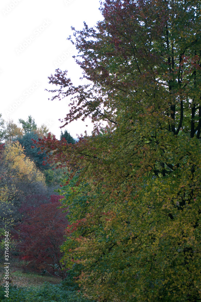 Autumn trees in a woodland: green, red and yellow Autumn trees in a woodland: green, red and yellow