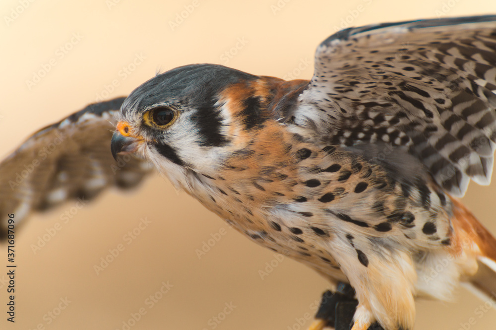 Obraz premium Bird Of Prey Flying Display