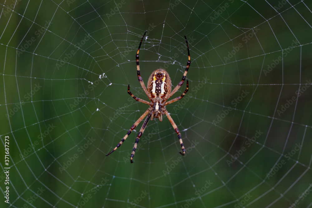 Beautiful spider on a spider web Beautiful spider on a spider web