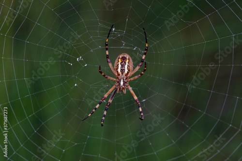 Beautiful spider on a spider web 