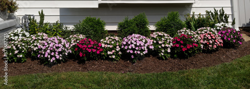 Colorful summer impatiens in a row with lawn. photo