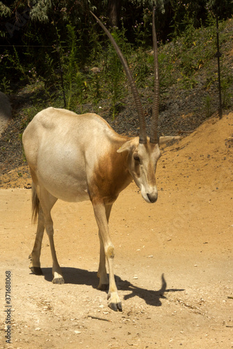 Scimitar oryx, scimitar-horned oryx, Sahara oryx (Oryx dammah).