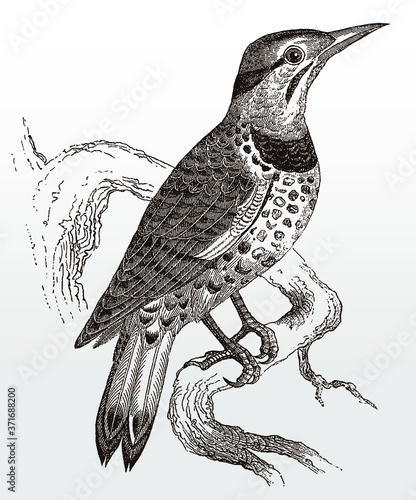 Northern flicker, colaptes auratus sitting on a branch, after an antique illustration from the 19th century photo