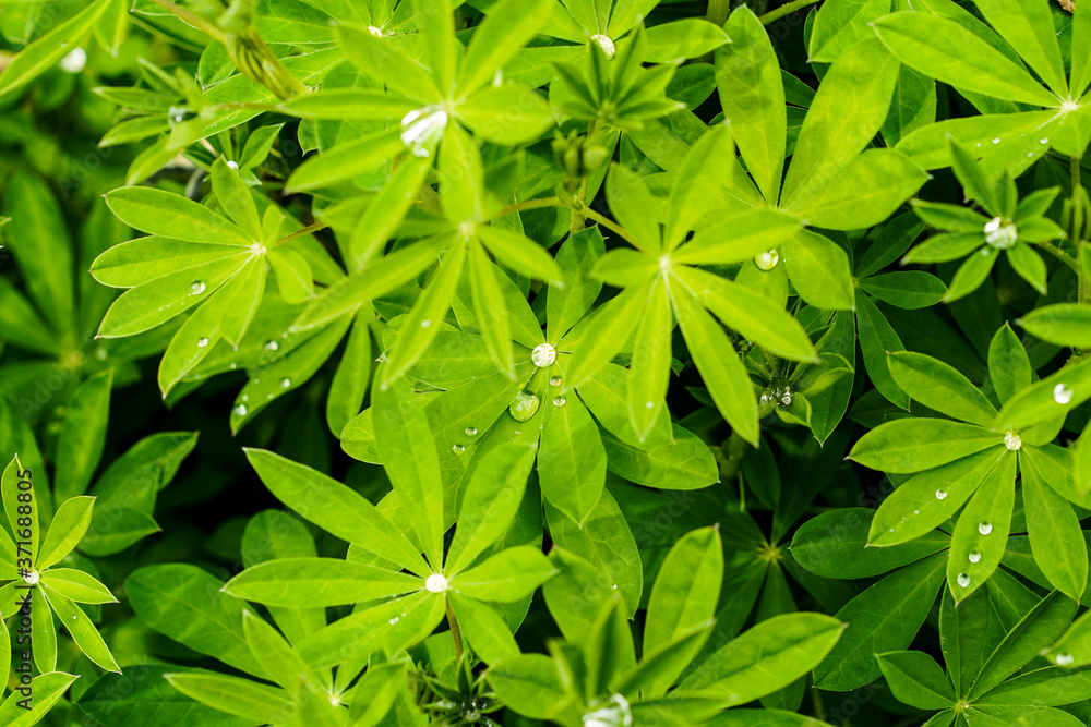 Flowers and raindrops Flowers and raindrops