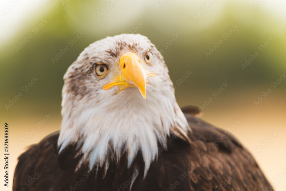Mighty American Bald Eagle Bird Of Prey Mighty American Bald Eagle Bird Of Prey