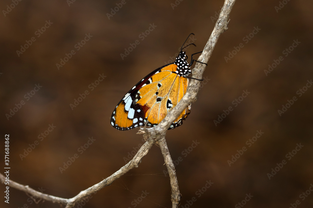 Obraz premium Monarch, Danaus plexippus is a milkweed butterfly (subfamily Danainae) in the family Nymphalidae butterfly in nature habitat.