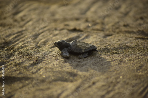 baby sea turtle