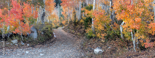 a quaint road winds it's way through the woods in the Wasatch mountains of Utah