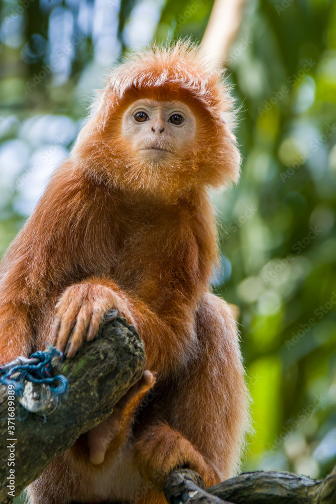 The Javan lutung (Trachypithecus auratus) closeup image, also known as the ebony lutung and Javan langur, is an Old World monkey from the Colobinae subfamily The Javan lutung (Trachypithecus auratus) closeup image, also known as the ebony lutung and Javan langur, is an Old World monkey from the Colobinae subfamily