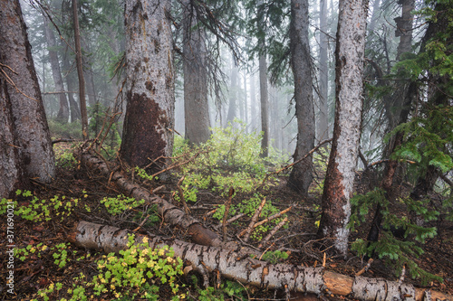 a foggy forest in the Wasatch mountains of Utah.